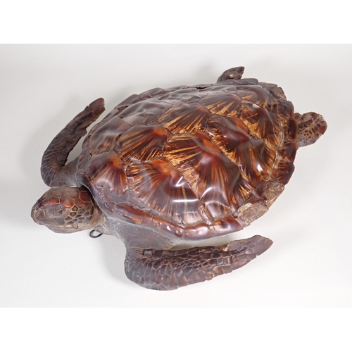 568 - An antique taxidermy specimen of a Hawksbill Turtle 1ft 9in L x 1ft 10in W