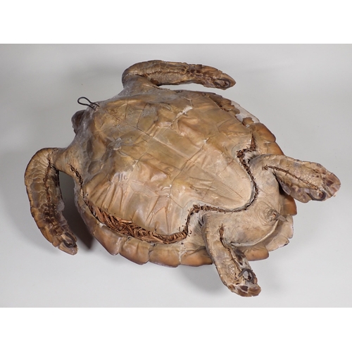 568 - An antique taxidermy specimen of a Hawksbill Turtle 1ft 9in L x 1ft 10in W