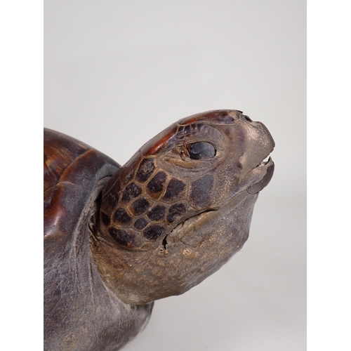 568 - An antique taxidermy specimen of a Hawksbill Turtle 1ft 9in L x 1ft 10in W