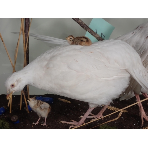 569 - A modern glazed taxidermy Case displaying a pair of albino Pheasants with chicks by taxidermist M. S... 