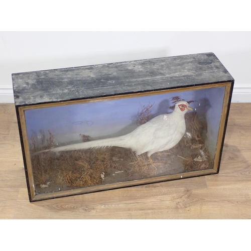 570 - An antique ebonised and glazed taxidermy Case displaying an albino cock Pheasant by F.J. Millichamp,... 