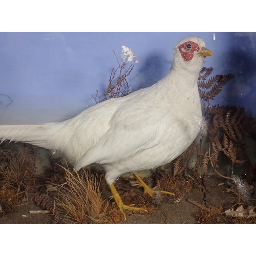 570 - An antique ebonised and glazed taxidermy Case displaying an albino cock Pheasant by F.J. Millichamp,... 