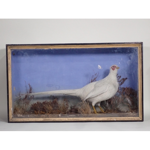 570 - An antique ebonised and glazed taxidermy Case displaying an albino cock Pheasant by F.J. Millichamp,... 