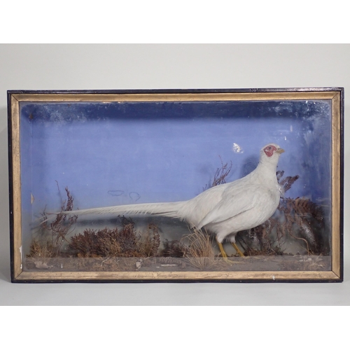 570 - An antique ebonised and glazed taxidermy Case displaying an albino cock Pheasant by F.J. Millichamp,... 