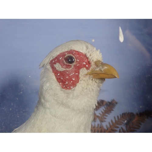 570 - An antique ebonised and glazed taxidermy Case displaying an albino cock Pheasant by F.J. Millichamp,... 