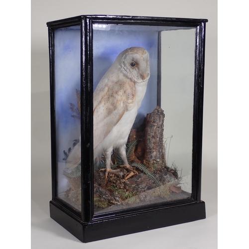 574 - An antique ebonised and glazed taxidermy Case displaying a Barn Owl in the manner of Jeffries of Car... 