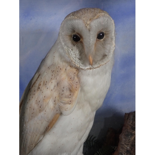 574 - An antique ebonised and glazed taxidermy Case displaying a Barn Owl in the manner of Jeffries of Car... 