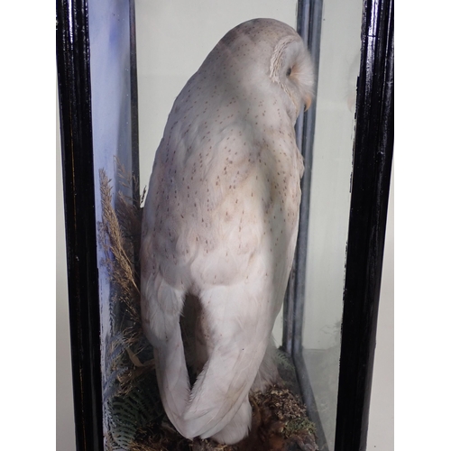 574 - An antique ebonised and glazed taxidermy Case displaying a Barn Owl in the manner of Jeffries of Car... 