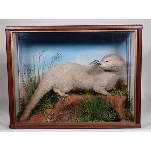 575 - An antique oak and glazed taxidermy Case displaying an Otter by Jeffries of Carmarthen 2ft 3in W x 1... 