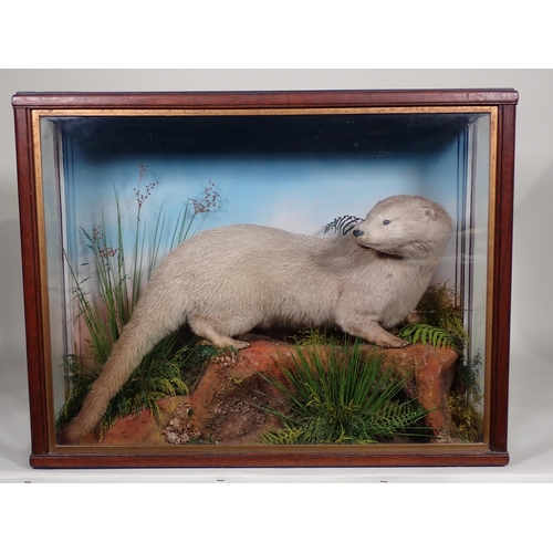 575 - An antique oak and glazed taxidermy Case displaying an Otter by Jeffries of Carmarthen 2ft 3in W x 1... 