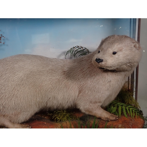 575 - An antique oak and glazed taxidermy Case displaying an Otter by Jeffries of Carmarthen 2ft 3in W x 1... 