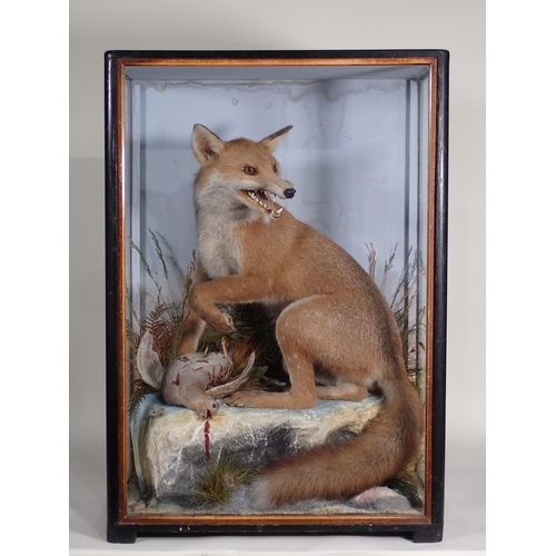 576 - An antique ebonised and glazed taxidermy Case displaying a Fox with Grey Partridge prey by James Hut... 