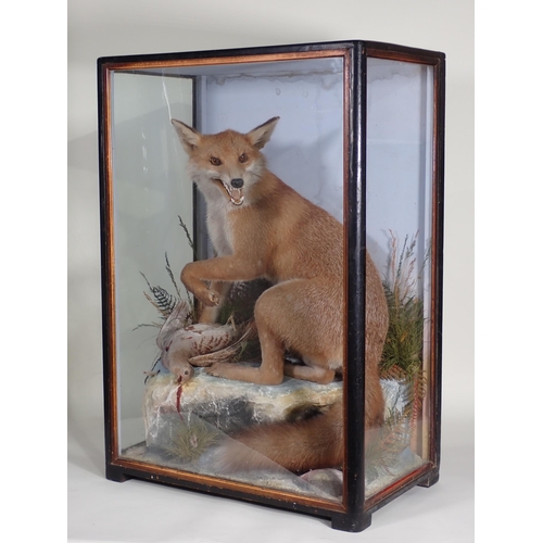 576 - An antique ebonised and glazed taxidermy Case displaying a Fox with Grey Partridge prey by James Hut... 