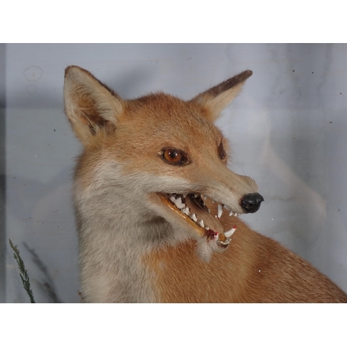 576 - An antique ebonised and glazed taxidermy Case displaying a Fox with Grey Partridge prey by James Hut... 