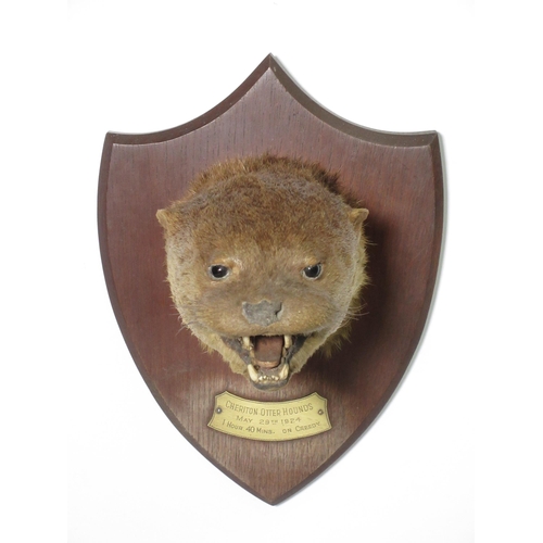 578 - A taxidermy Otter Mask on oak shield bearing brass plaque engraved 'Cheriton Otter Hounds, May 29th ... 