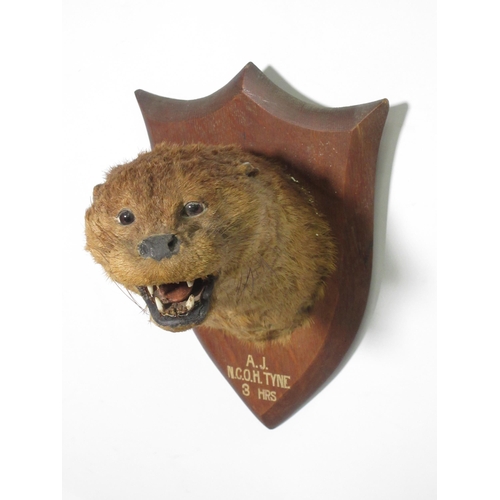 579 - A taxidermy Otter Mask on oak shield with painted inscription reading 'A.J., N.C.O.H., 3 Hrs'