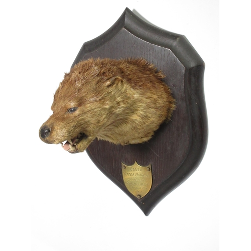 580 - A taxidermy Otter Mask on oak shield by Raine of Carlisle on a Rowland Ward shield, bearing carved i... 