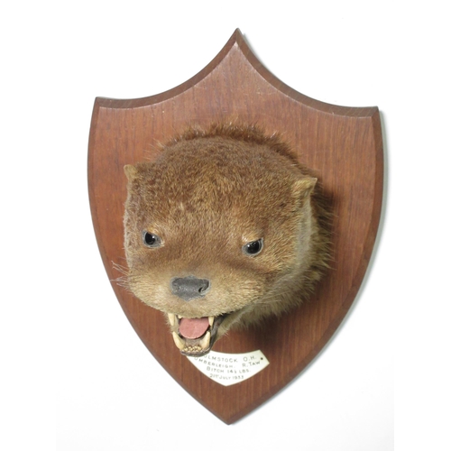 581 - A taxidermy Otter Mask on oak shield bearing plaque reading 'Culmstock O.H., Umberleigh, R. Taw, Bit... 