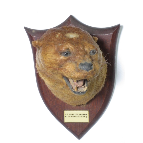 582 - A taxidermy Otter Mask on oak shield by Peter Spicer & Sons bearing plaque reading 'P.C.O.H. killed ... 