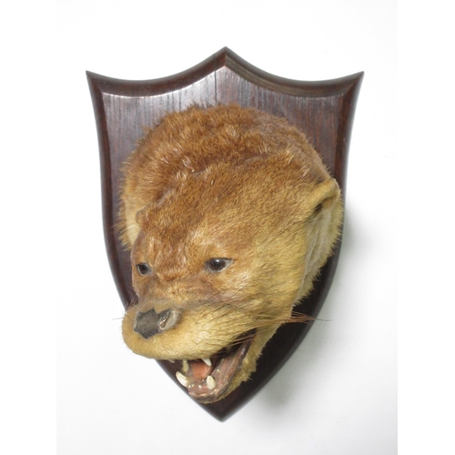 583 - A taxidermy Otter Mask on oak shield by Peter Spicer & Sons bearing plaque reading 'K.D.O.H. Wood Ha... 