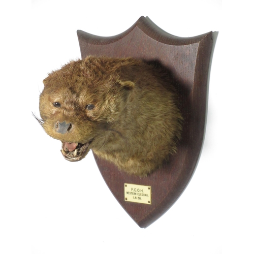 584 - A taxidermy Otter Mask on oak shield by Peter Spicer & Sons bearing ivorine plaque 'P.C.O.H. Western... 