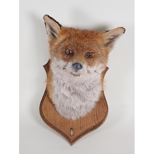 586 - A taxidermy Fox Mask on oak shield by Simon Wilson, Lakeland Taxidermy