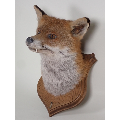 586 - A taxidermy Fox Mask on oak shield by Simon Wilson, Lakeland Taxidermy