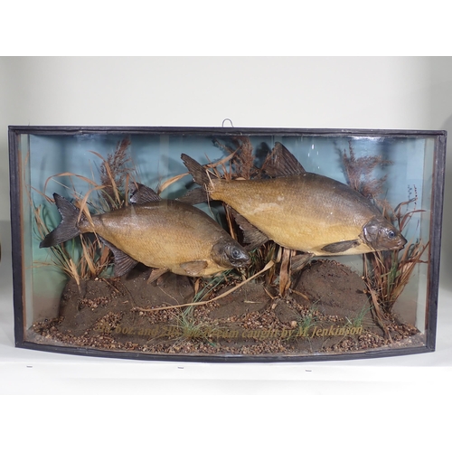 587 - An ebonised and glazed bow fronted taxidermy Case displaying a pair of Bream amongst aquatic vegetat... 