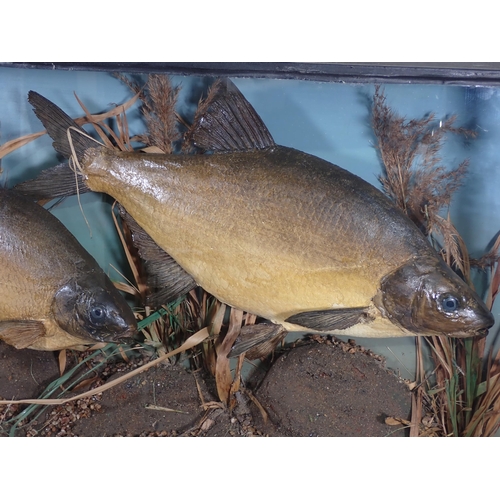 587 - An ebonised and glazed bow fronted taxidermy Case displaying a pair of Bream amongst aquatic vegetat... 