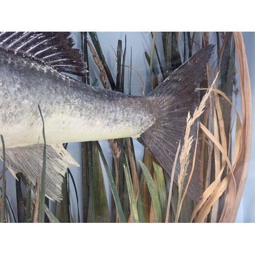 588 - An ebonised and glazed taxidermy Case displaying a Zander amongst aquatic vegetation 1ft 3in W x 10i... 