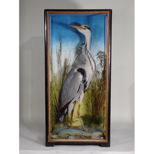 589 - An antique ebonised and glazed taxidermy Case displaying a Grey Heron amongst seeding grasses by Jam... 