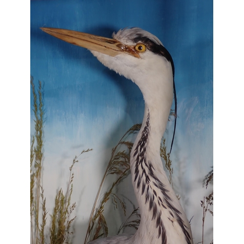 589 - An antique ebonised and glazed taxidermy Case displaying a Grey Heron amongst seeding grasses by Jam... 