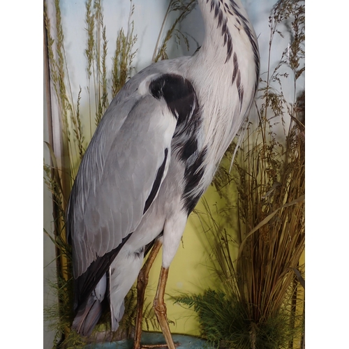 589 - An antique ebonised and glazed taxidermy Case displaying a Grey Heron amongst seeding grasses by Jam... 