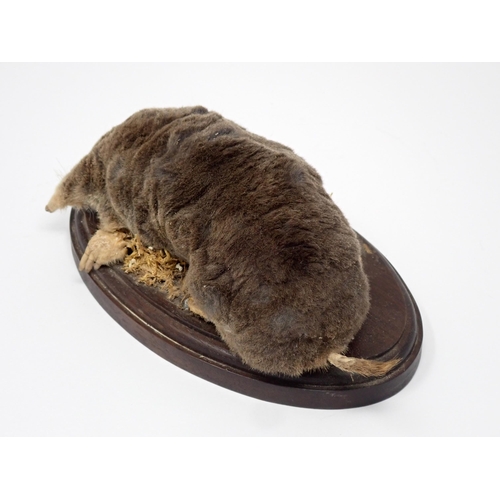 591 - A taxidermy specimen of a Mole on oval oak base