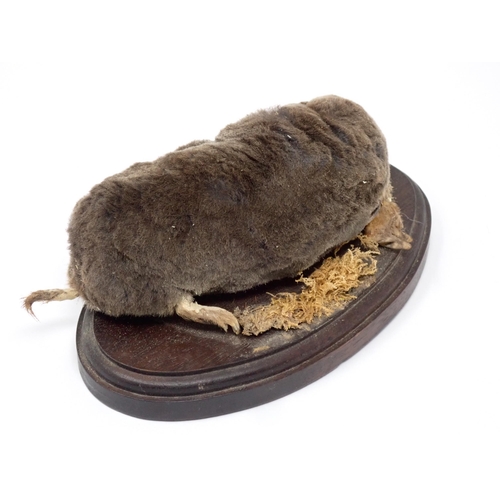 591 - A taxidermy specimen of a Mole on oval oak base