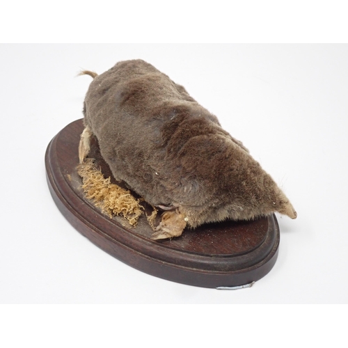 591 - A taxidermy specimen of a Mole on oval oak base