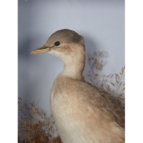 593 - An antique ebonised and glazed taxidermy Case displaying a winter plumage Little Grebe amongst seedi... 