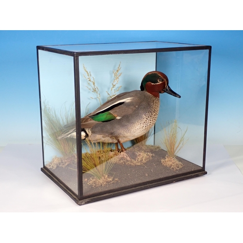 594 - A glazed taxidermy Case displaying a drake Teal on naturalistic base 12in W x 11 1/2in W