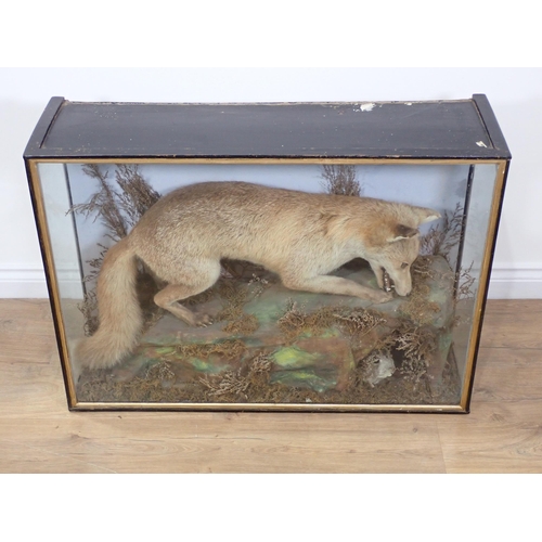 596 - An antique ebonised and glazed taxidermy Case displaying a Fox with rabbit in hole 3ft 1in W x 2ft 3... 