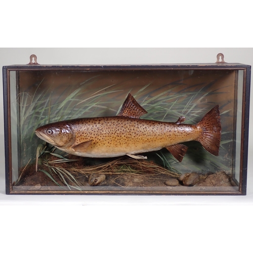 614 - An antique ebonised and glazed taxidermy Case displaying a Brown Trout with Fly amongst naturalistic... 