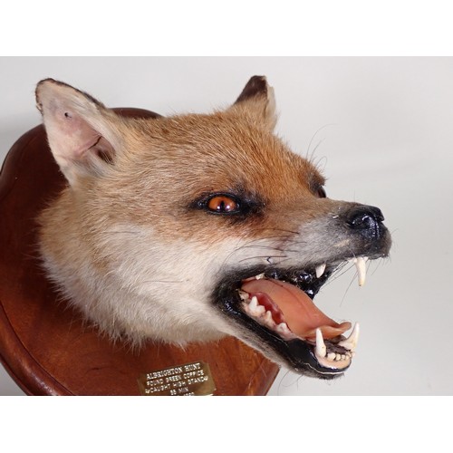 571 - A modern taxidermy Fox Mask and Brush on oak shield with plaque engraved 'Albrighton Hunt, 17-3-1990... 