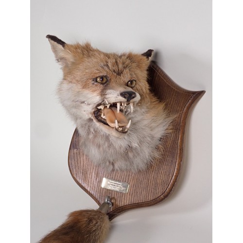 572 - A modern taxidermy Fox Mask and Brush on oak shield with plaque engraved 'Albrighton Hounds, 19th Fe... 