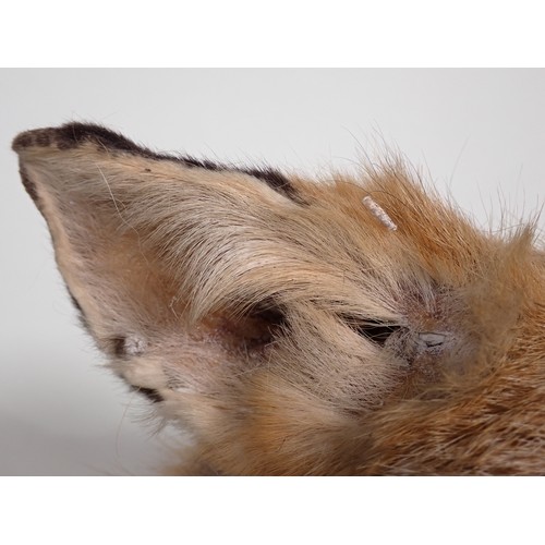 572 - A modern taxidermy Fox Mask and Brush on oak shield with plaque engraved 'Albrighton Hounds, 19th Fe... 