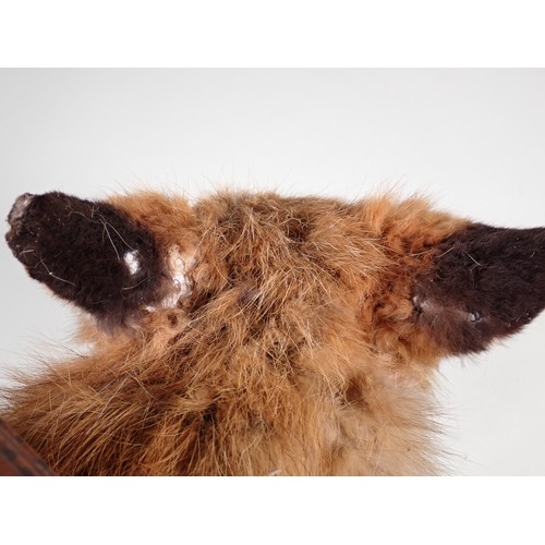 572 - A modern taxidermy Fox Mask and Brush on oak shield with plaque engraved 'Albrighton Hounds, 19th Fe... 