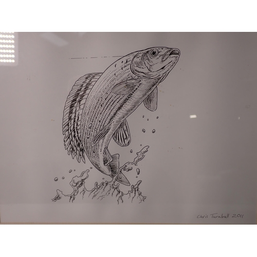 515 - CHRIS TURNBALL: Pen and ink study of a jumping Grayling, framed 13 1/2in x 11 1/2in