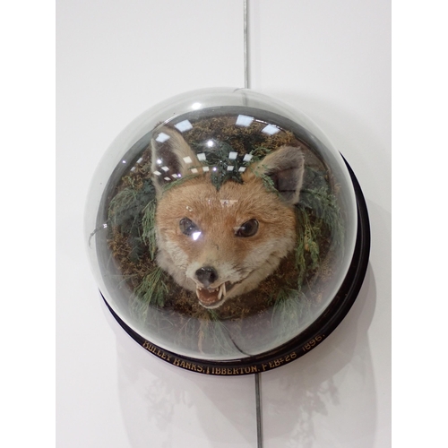 567 - A Victorian taxidermy Fox Mask within wall mounted dome on ebonised back bearing gilt lettering 'Bul... 