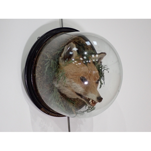 567 - A Victorian taxidermy Fox Mask within wall mounted dome on ebonised back bearing gilt lettering 'Bul... 