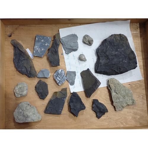 17 - A quantity of Fossils and Rock Specimens