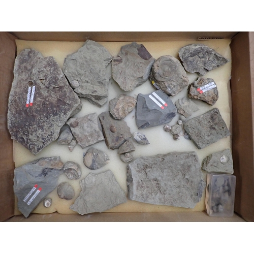 17 - A quantity of Fossils and Rock Specimens