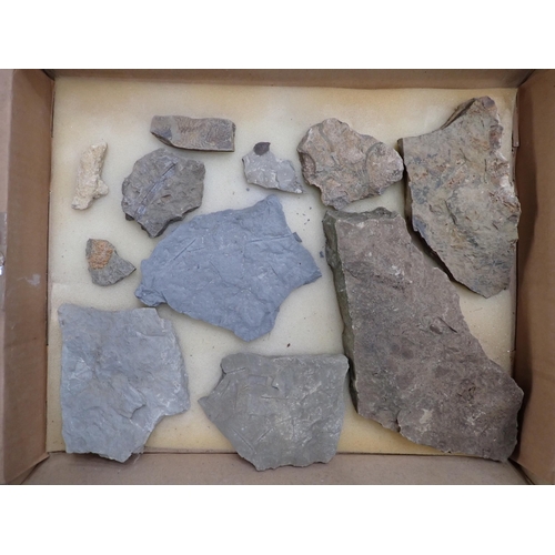 17 - A quantity of Fossils and Rock Specimens